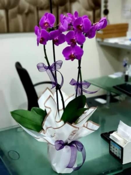 Çiftli Mor Orkide
