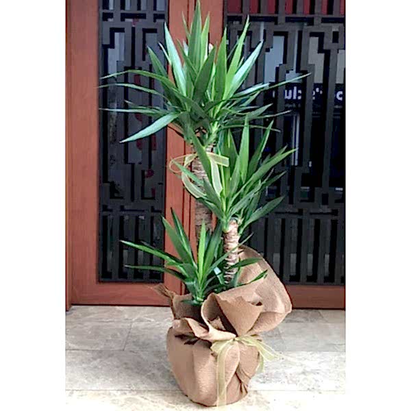 YUCCA 3 KÖKLÜ