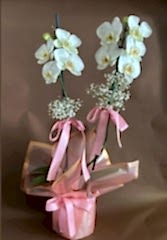 Çiftli Beyaz Orkide