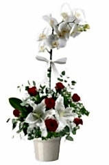 Aranjmanlı Mor Orkide