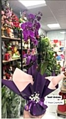 Tekli Mor Orkide