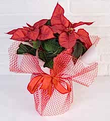 Atatürk Çiçeği – Ponsetya